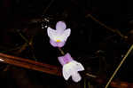 Eastern purple bladderwort